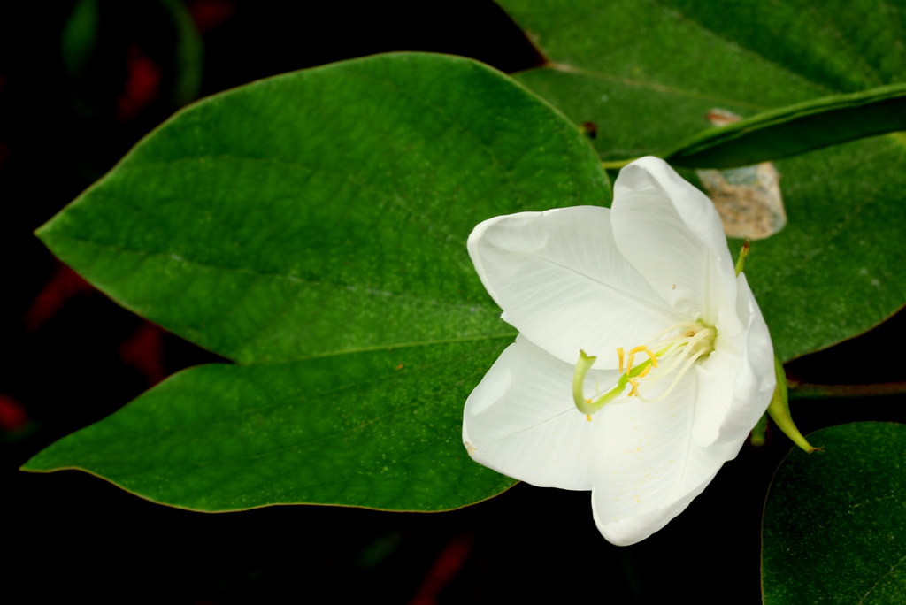 Cây Móng bò trắng. Bauhinia acuminata L. - Cây Thuốc Nam Quanh Ta